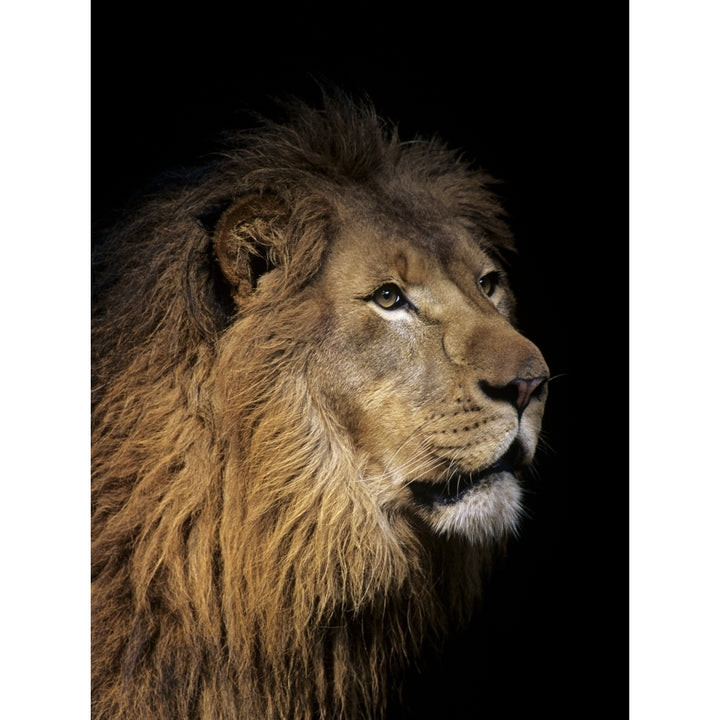 Closeup of lion head black background Poster Print Image 1