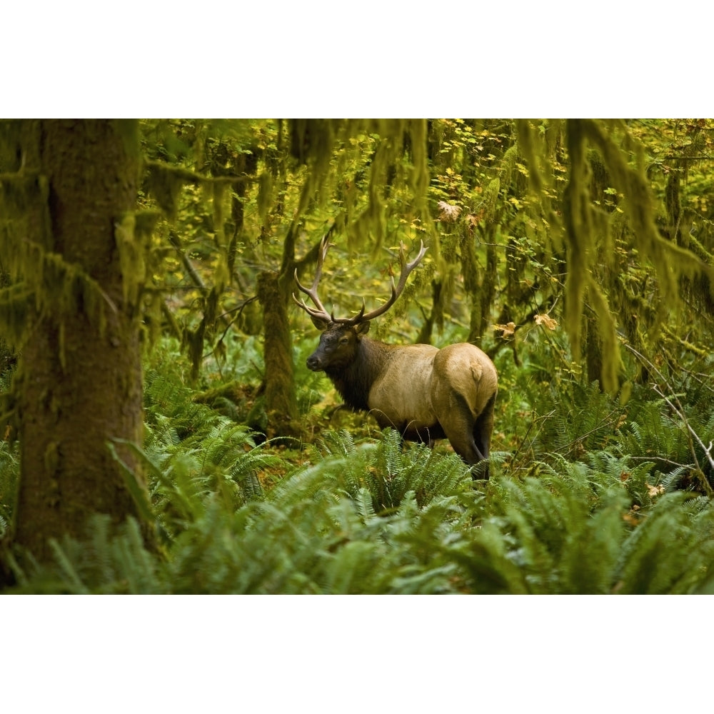 Bull Roosevelt elk framed by rainforest foliage; Washington United States of America Image 1