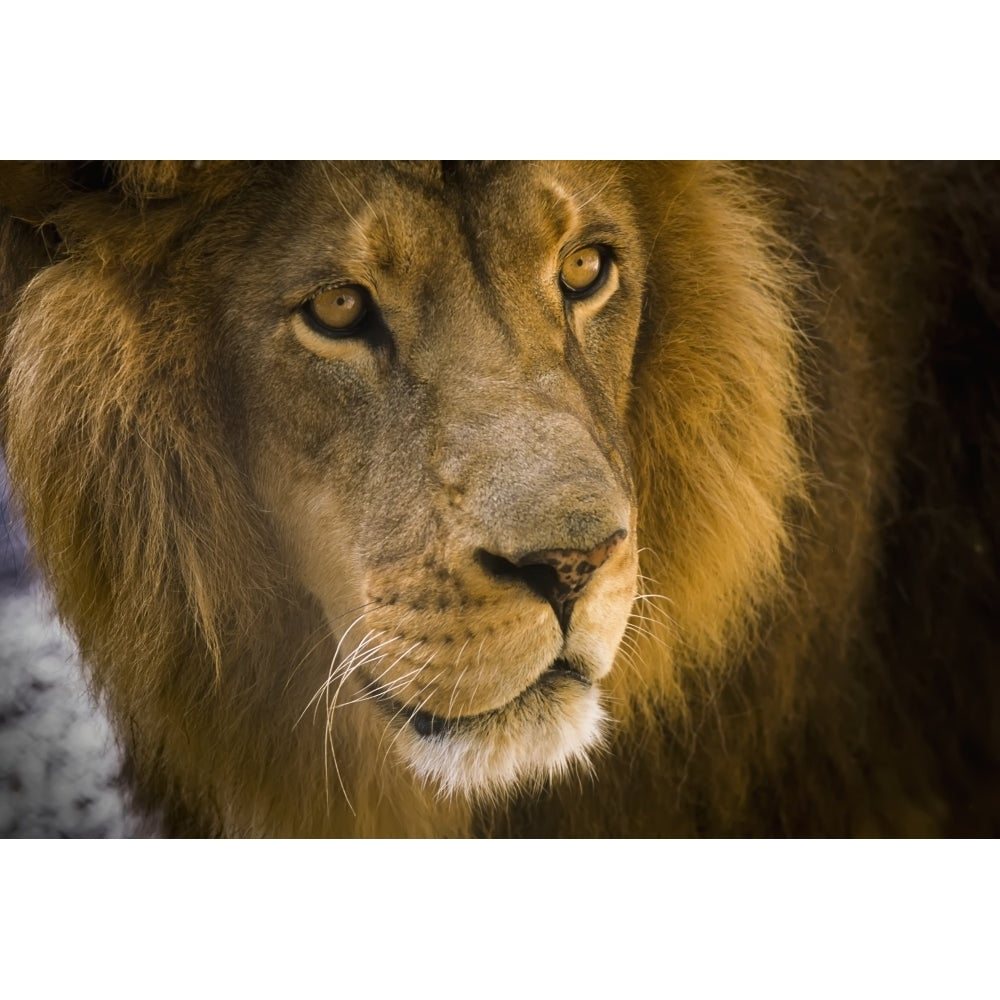 A male lion hangs out at the petting zoo; Bandon Oregon United States of America Poster Print Image 2