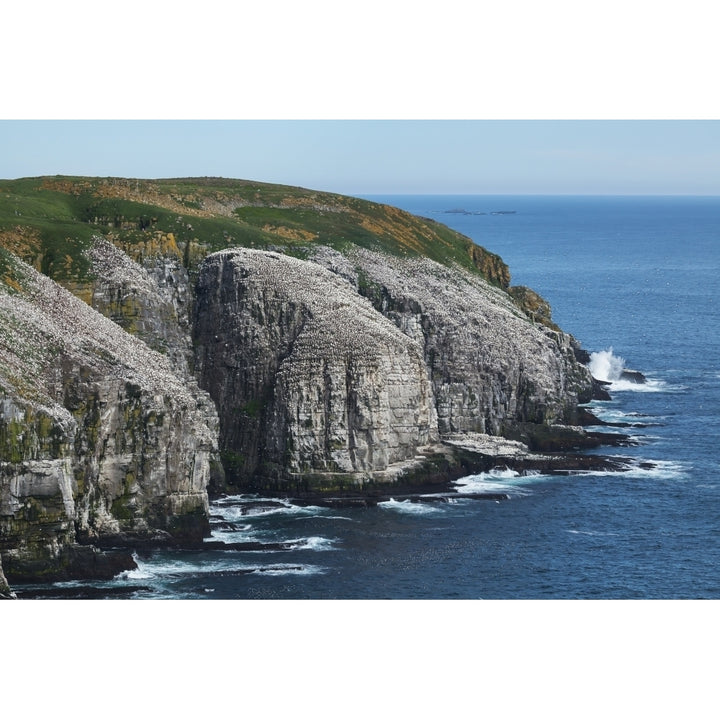 Cape St. Marys Ecological Reserve; Newfoundland Canada Poster Print Image 1