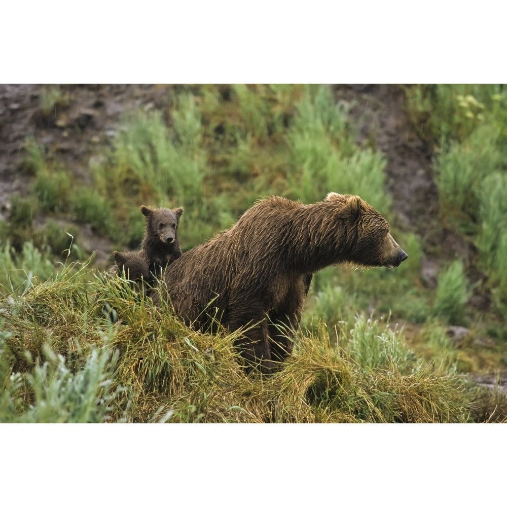 Brown bear cubs sitting by the side of mother on grassy hillside during rain storm McNeil River State Game Sanctuary S 1 Image 2