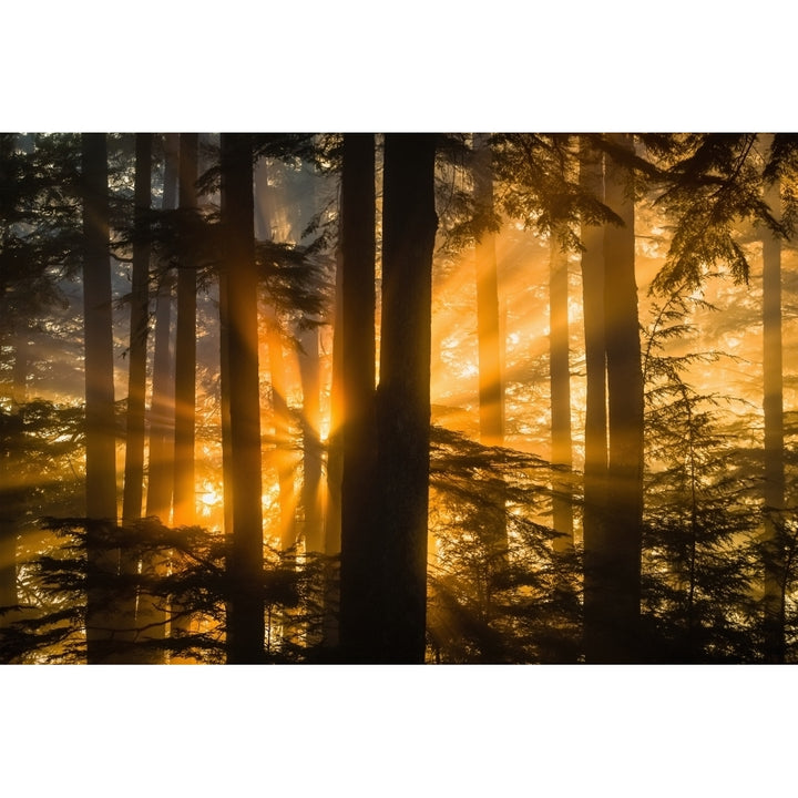 Sunrays peak through fog and the trees of the Tongass National Forest Juneau Southeast Alaska Poster Print Image 2