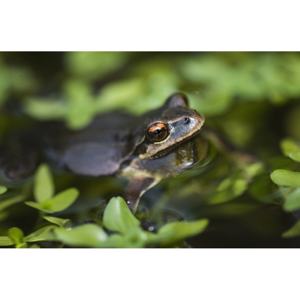 Pacific tree frog in a pond; Astoria Oregon United States of America Poster Print Image 1