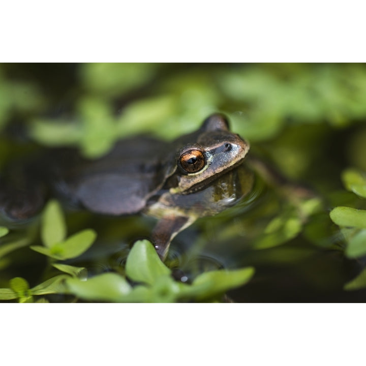 Pacific tree frog in a pond; Astoria Oregon United States of America Poster Print Image 2