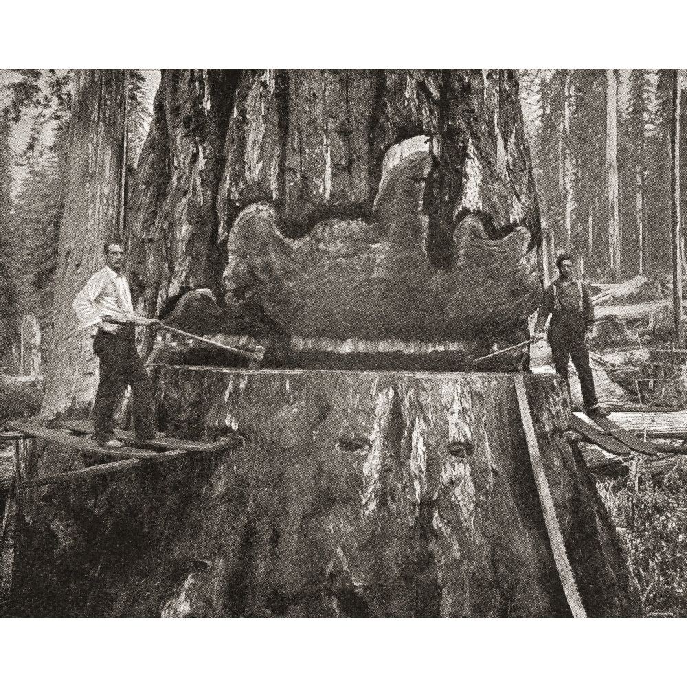 Cutting down a giant California Redwood tree in the late 19th century From The Strand Magazine published 1897 Image 1