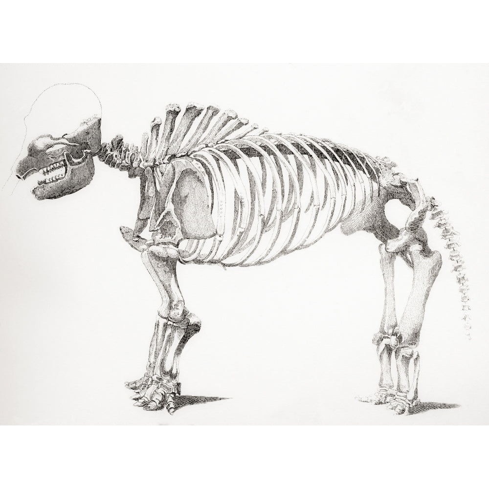 Skeleton of a mastodon an extinct mammal related to the elephant From The National Encyclopaedia published c1890 16 x 12 Image 1