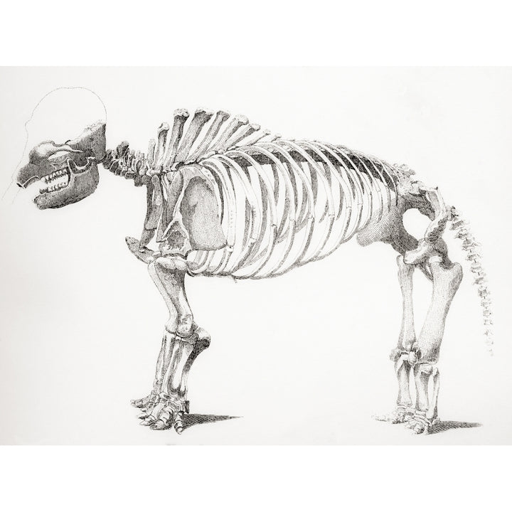 Skeleton of a mastodon an extinct mammal related to the elephant From The National Encyclopaedia published c1890 16 x 12 Image 1