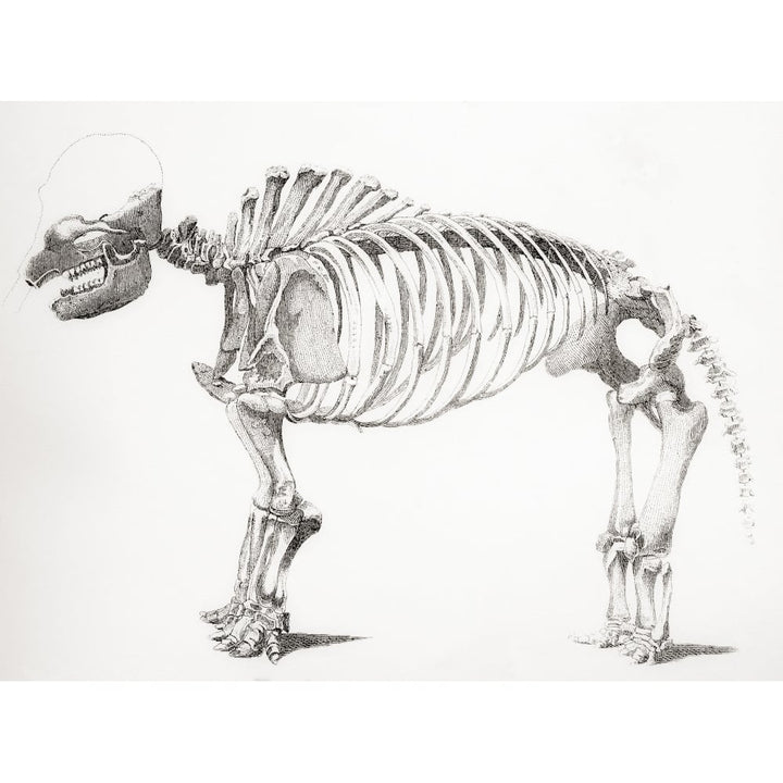 Skeleton of a mastodon an extinct mammal related to the elephant From The National Encyclopaedia published c1890 16 x 12 Image 1