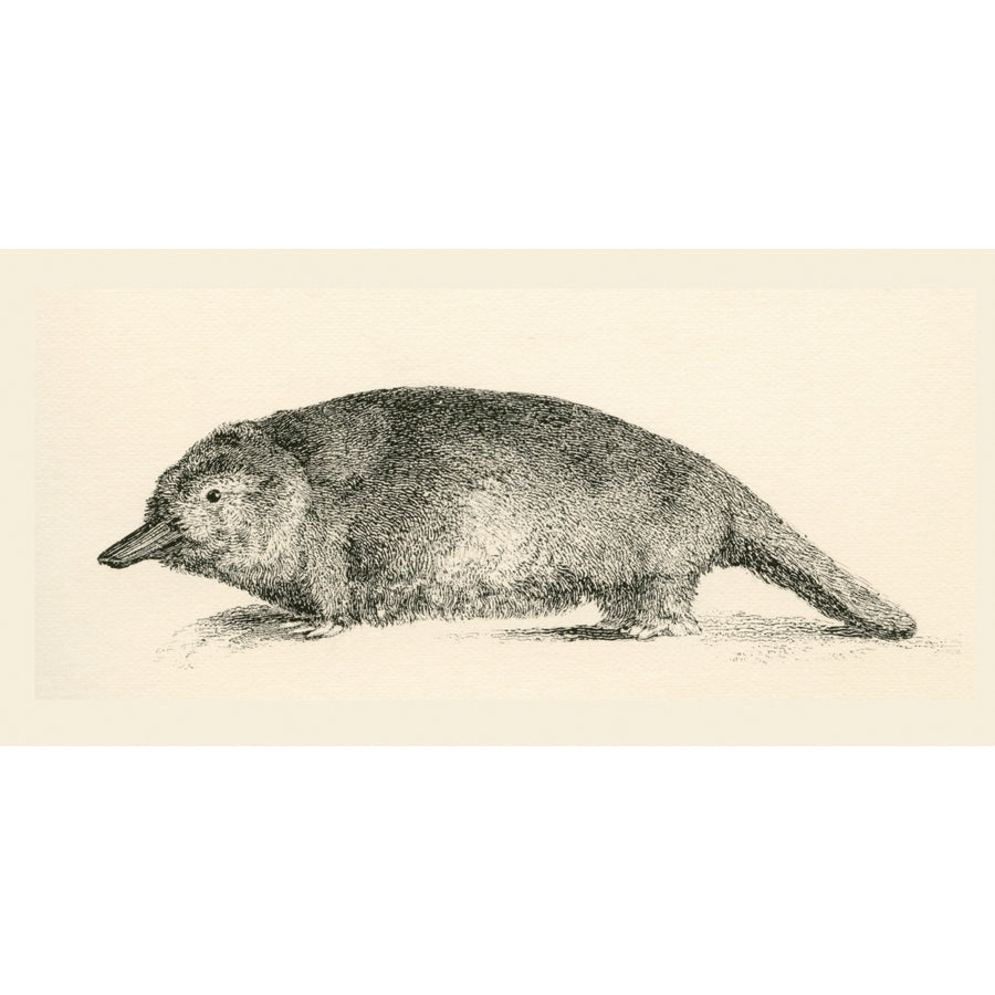 Australian Duck-billed platypus. Ornithorhynchus anatinus. From The National Encyclopaedia published c.1890. Image 1