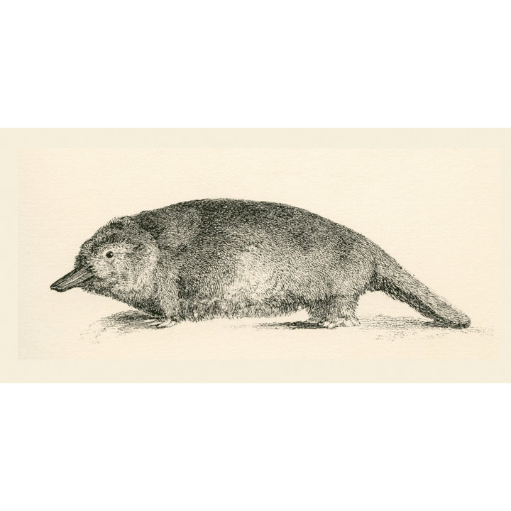 Australian Duck-billed platypus. Ornithorhynchus anatinus. From The National Encyclopaedia published c.1890. Image 2