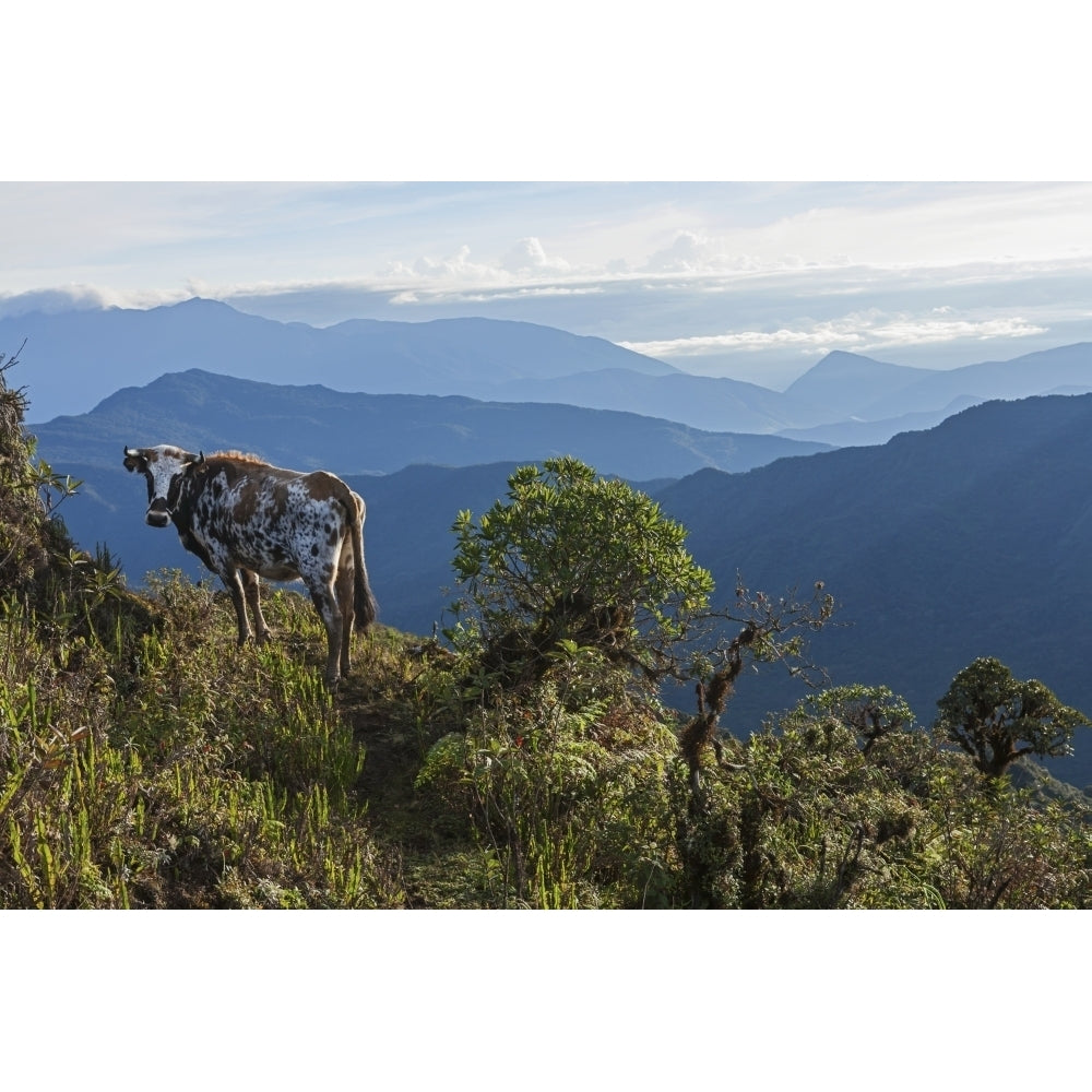 Mountain range east of Pojo; Departamento Cochabamba Bolivia Poster Print Image 2