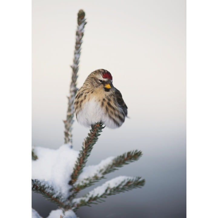 A Common Redpoll perches atop a snowy spruce tree on a frigid day in Interior Alaska. Fairbanks Alaska Image 1