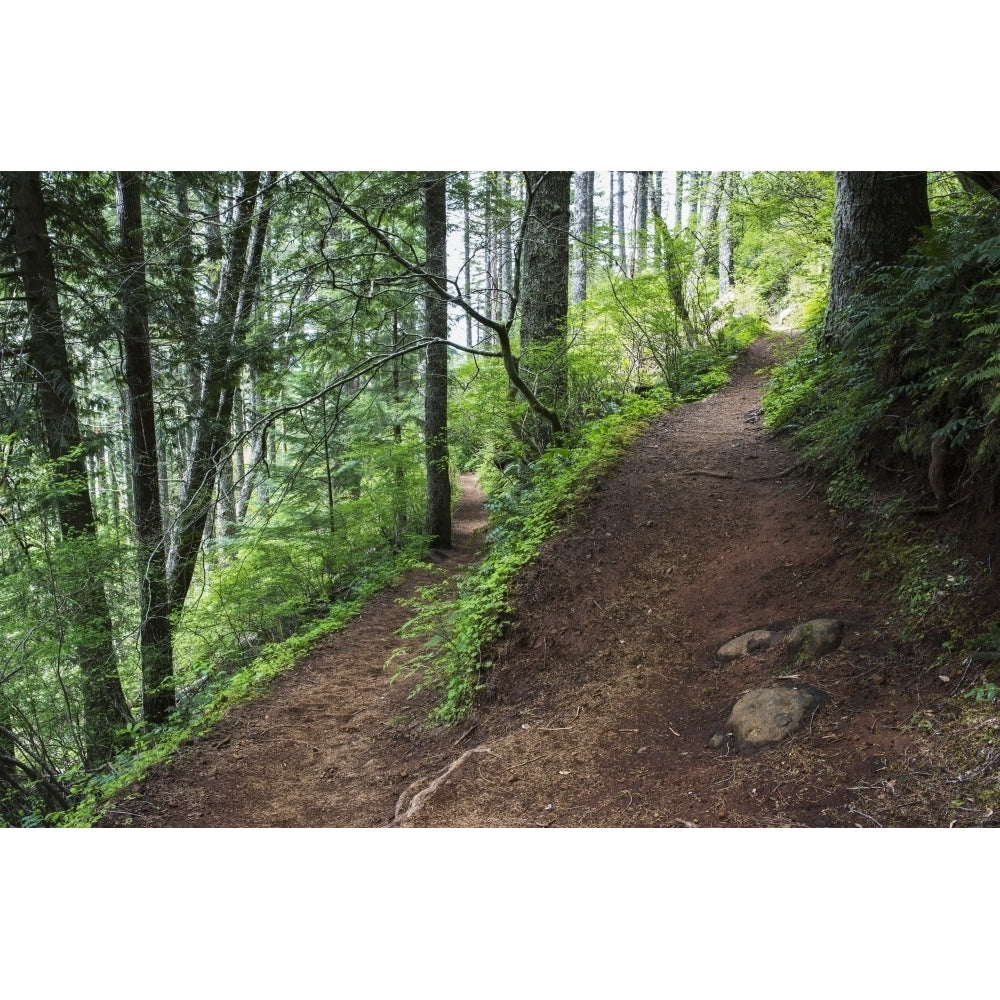 A hiking trail goes up Saddle Mountain; Hamlet Oregon United States of America Poster Print by Robert L. Potts / Desig Image 1