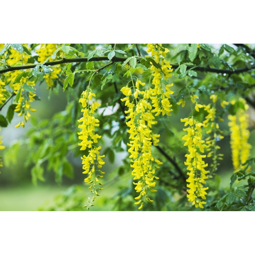 A Golden Chain Tree blooms; Astoria Oregon United States of America Poster Print by Robert L. Potts / Design Pics (17 Image 2