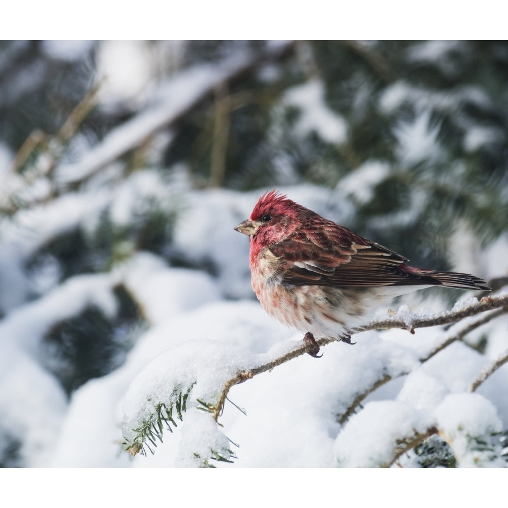 Male purple finch on a snow covered tree; Ontario Canada Poster Print Image 2