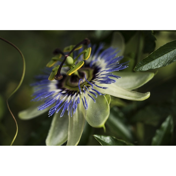 Passion Flower blooms in a garden; Astoria Oregon United States of America Poster Print Image 1