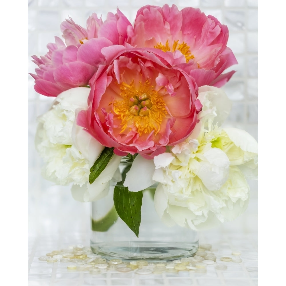 Close-up bouquet of pink and white peonies in a glass vase; Surrey British Columbia Canada Poster Print by Lorna Rande Image 1