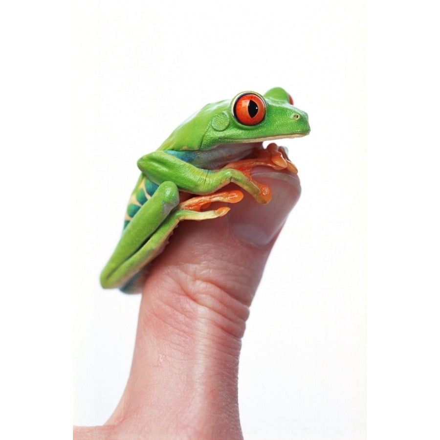 Red-Eyed Tree Frog Poster Print Image 1