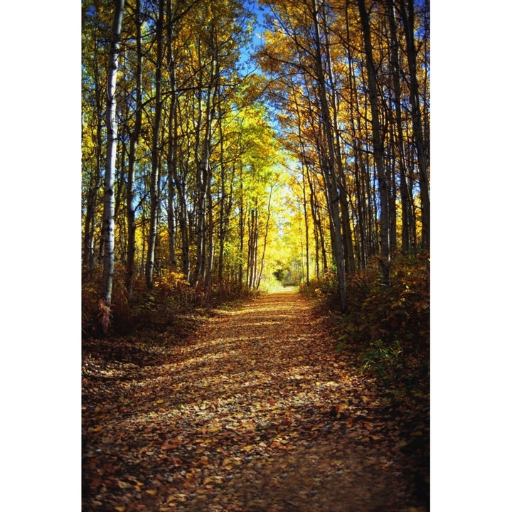 Forest Path In Autumn Poster Print Image 1