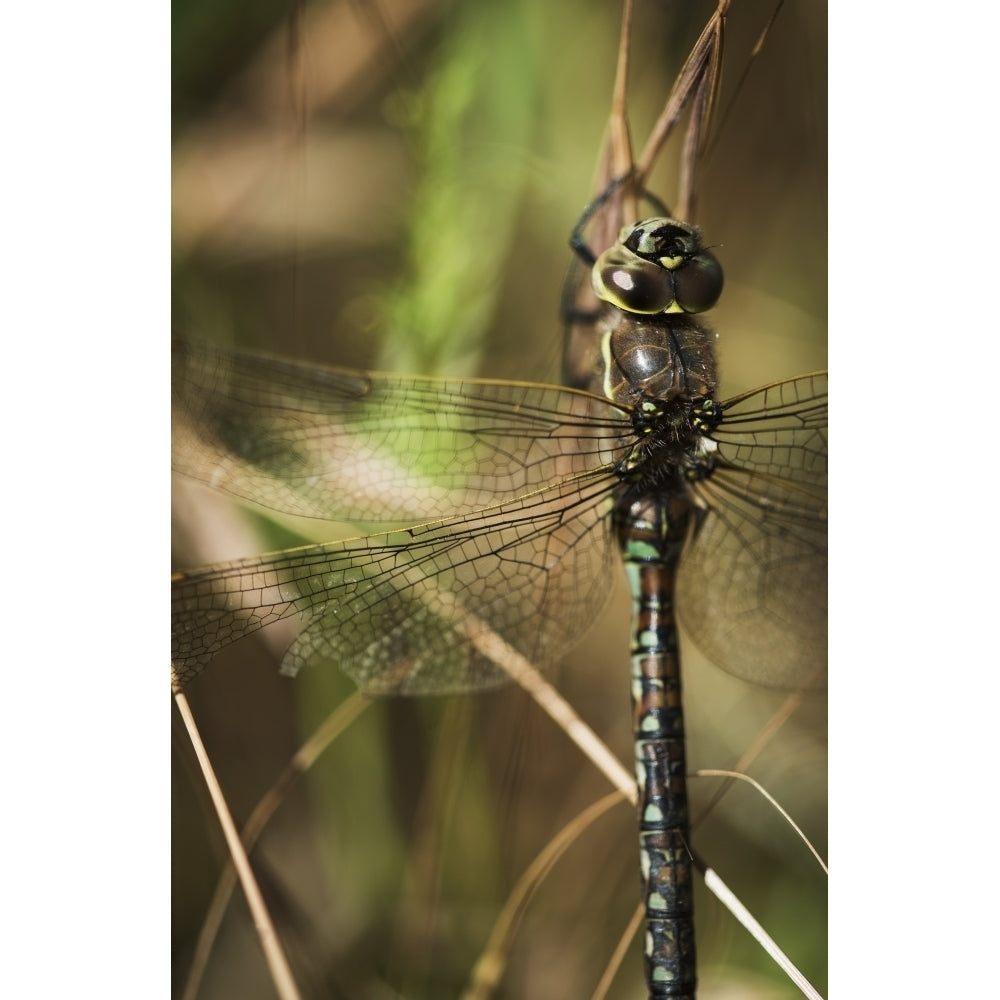 A dragonfly rests in the grass; Ridgefield Washington United States of America Poster Print by Robert L. Potts / Desig Image 2