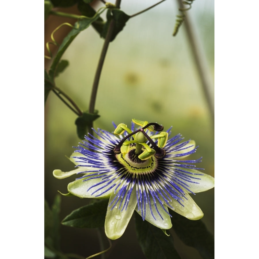 Passion flower blooms in a greenhouse; Astoria Oregon United States of America Poster Print Image 1