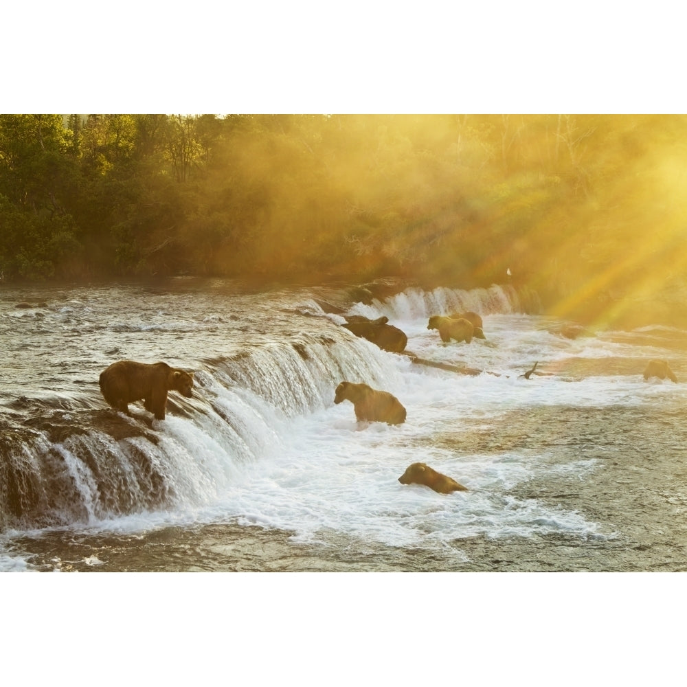 Brown bears gathered at Brooks Falls to fish for salmon Brooks River Katmai National Park Southwest Alaska Image 2