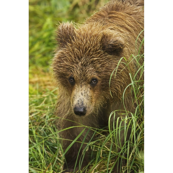 Brown bear cub close-up standing in grass Katmai National Park and Preserve Southwest Alaska USA Image 1