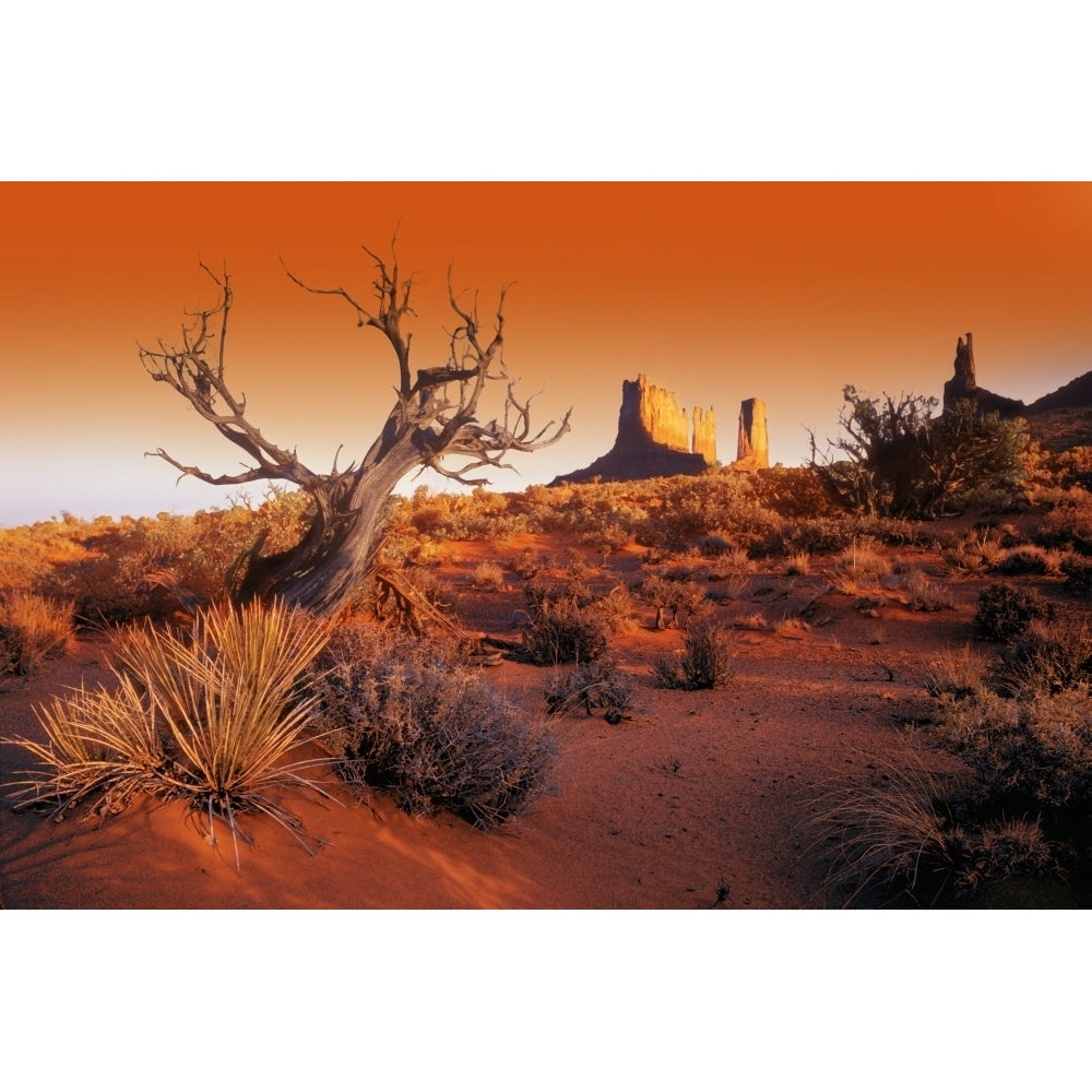 Dead Tree In Desert Monument Valley United States Of America Poster Print Image 2