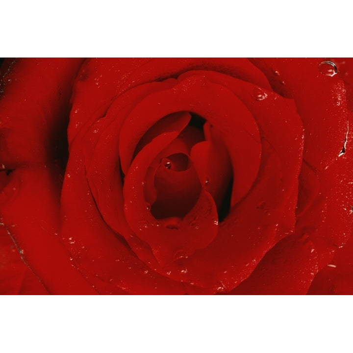 Red Rose Poster Print Image 2