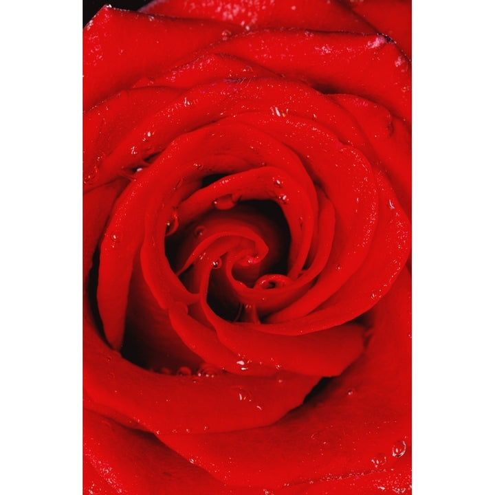 Red Rose With Water Drops Poster Print Image 1