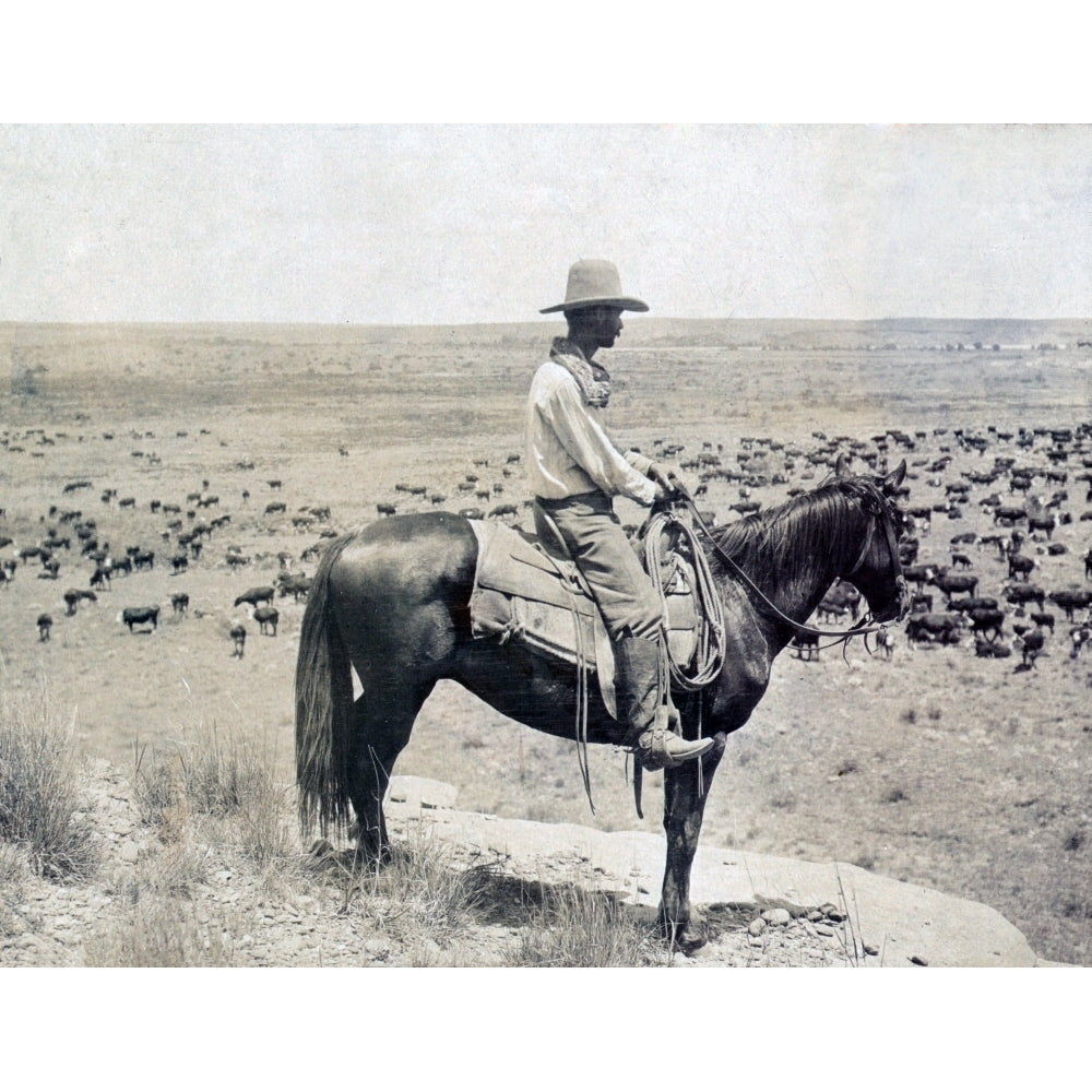 A Texas Cowboy On Horseback On A Knoll Looking Down At A Herd Of Cattle On The Range History Image 2