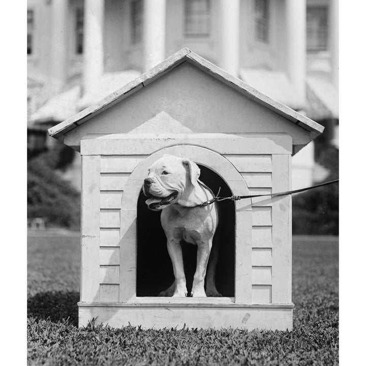 Mrs. HardingS Dog OBoy In A Doghouse On The White House Lawn. Aug 11 History Image 2