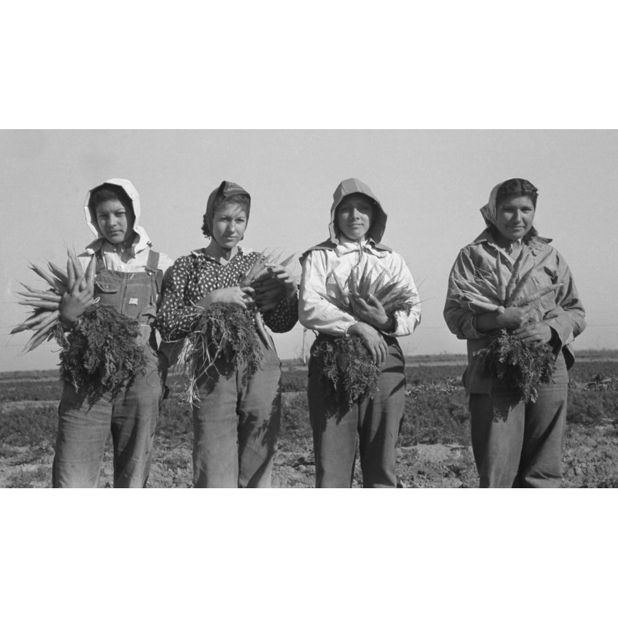 Mexican-American Young Women Working As Carrot Pullers In Edinburg History Image 1