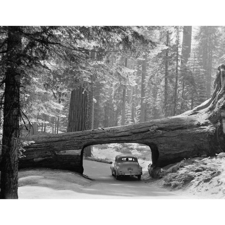 Car Driving Through Passage Way In A Fallen Tree In Sequoia National Park September 1957. Lc-Dig-Matpc-23254 History Image 1