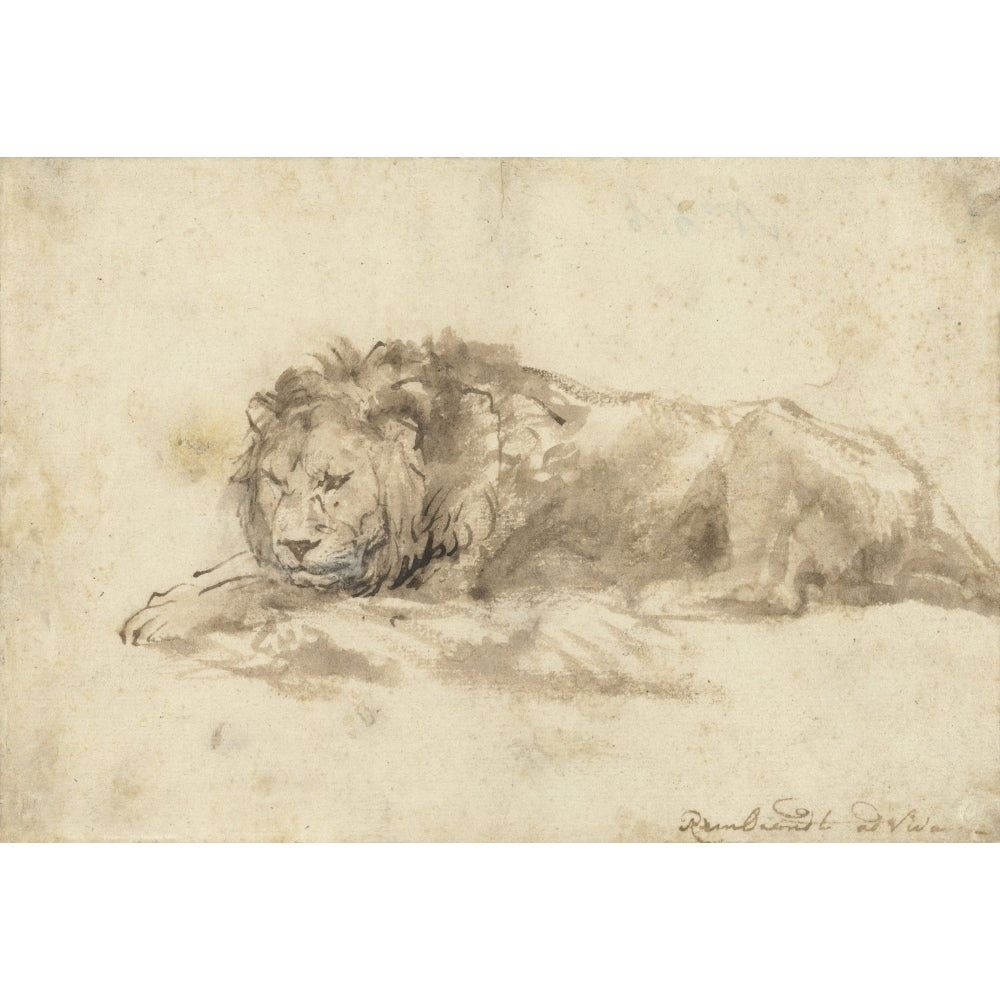 Reclining Lion Poster Print Image 1