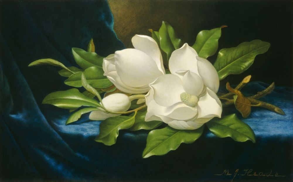 Giant Magnolias On A Blue Velvet Cloth Poster Print Image 1