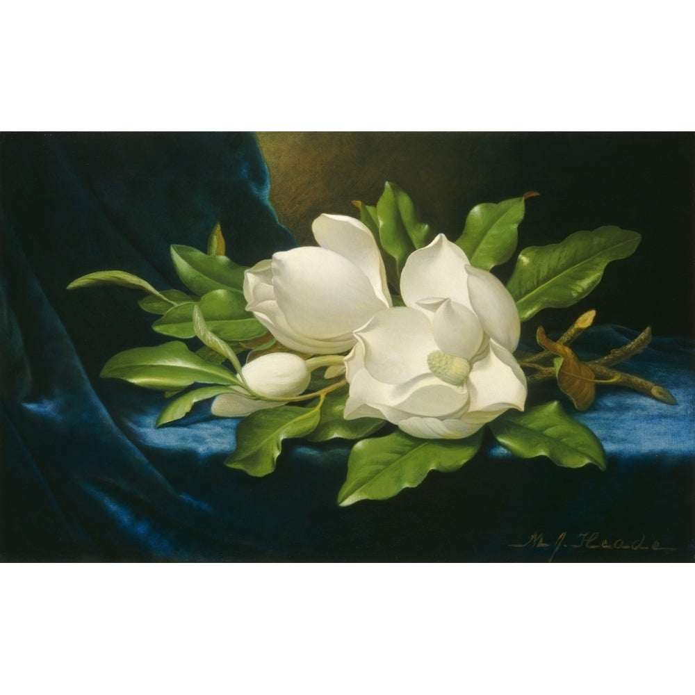 Giant Magnolias On A Blue Velvet Cloth Poster Print Image 2