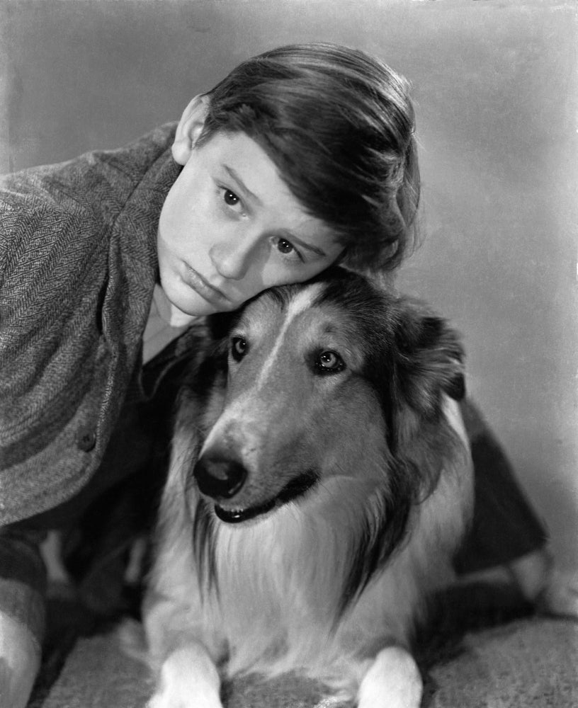 Lassie Come Home Roddy Mcdowall Lassie 1943 Photo Print Image 1