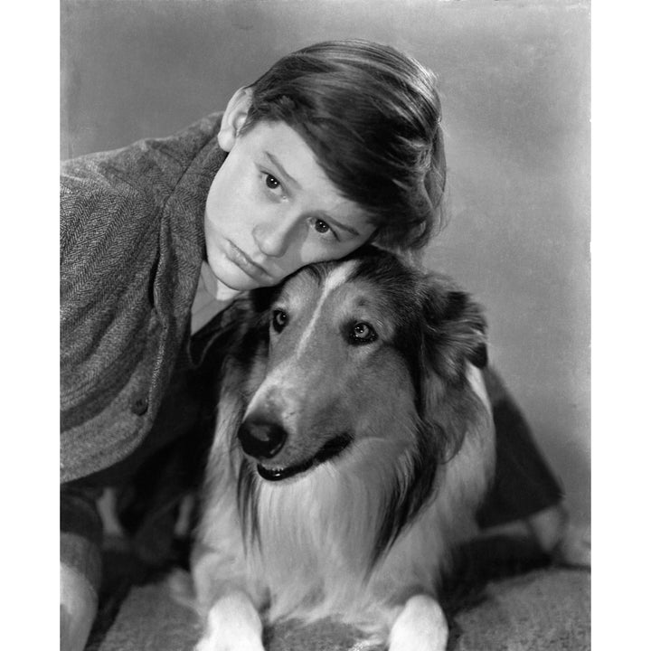 Lassie Come Home Roddy Mcdowall Lassie 1943 Photo Print Image 2