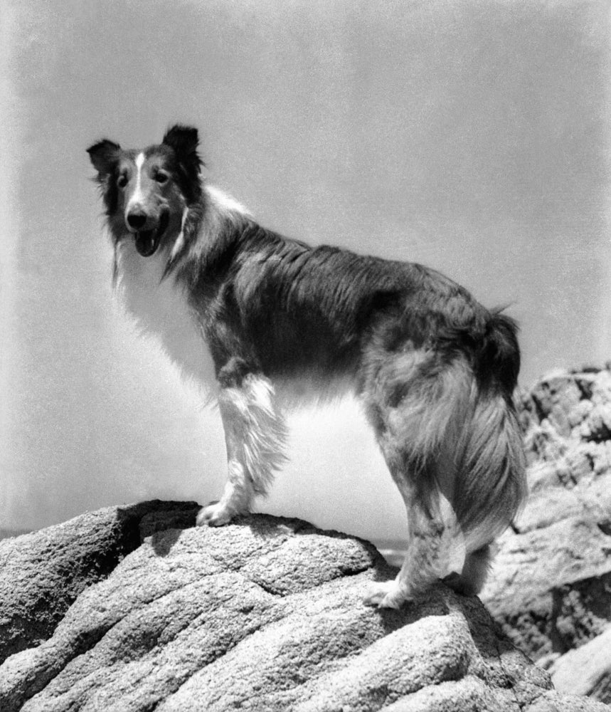 Lassie Come Home Lassie 1943 Photo Print Image 1