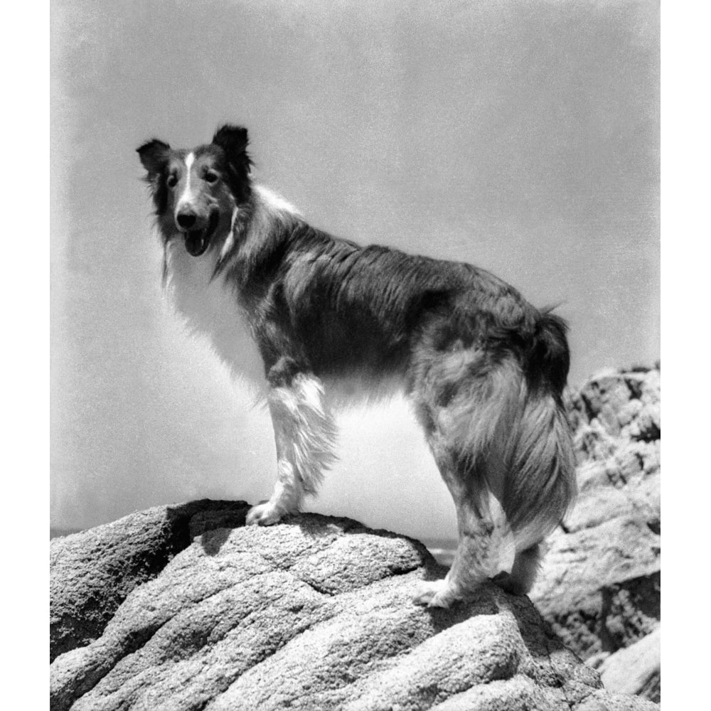 Lassie Come Home Lassie 1943 Photo Print Image 2