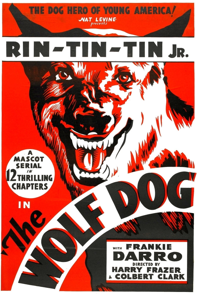 The Wolf Dog Rin Tin Tin Jr. 1933 Movie Poster Masterprint Image 1