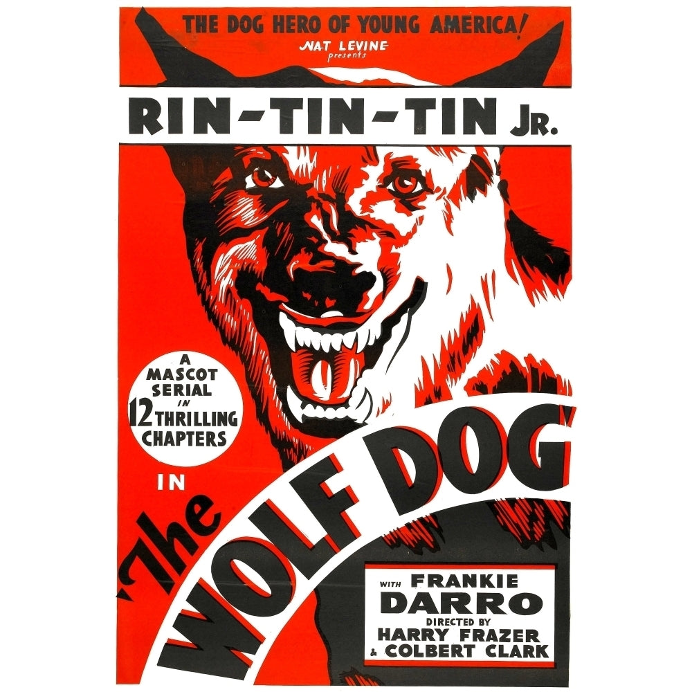 The Wolf Dog Rin Tin Tin Jr. 1933 Movie Poster Masterprint Image 2