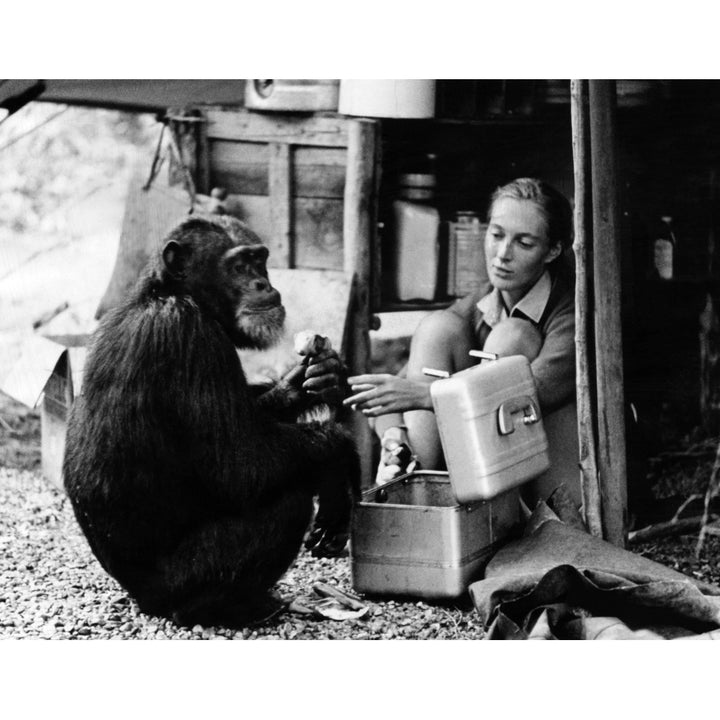 Jane Goodall With Chimpanzee David Greybeard History Image 1