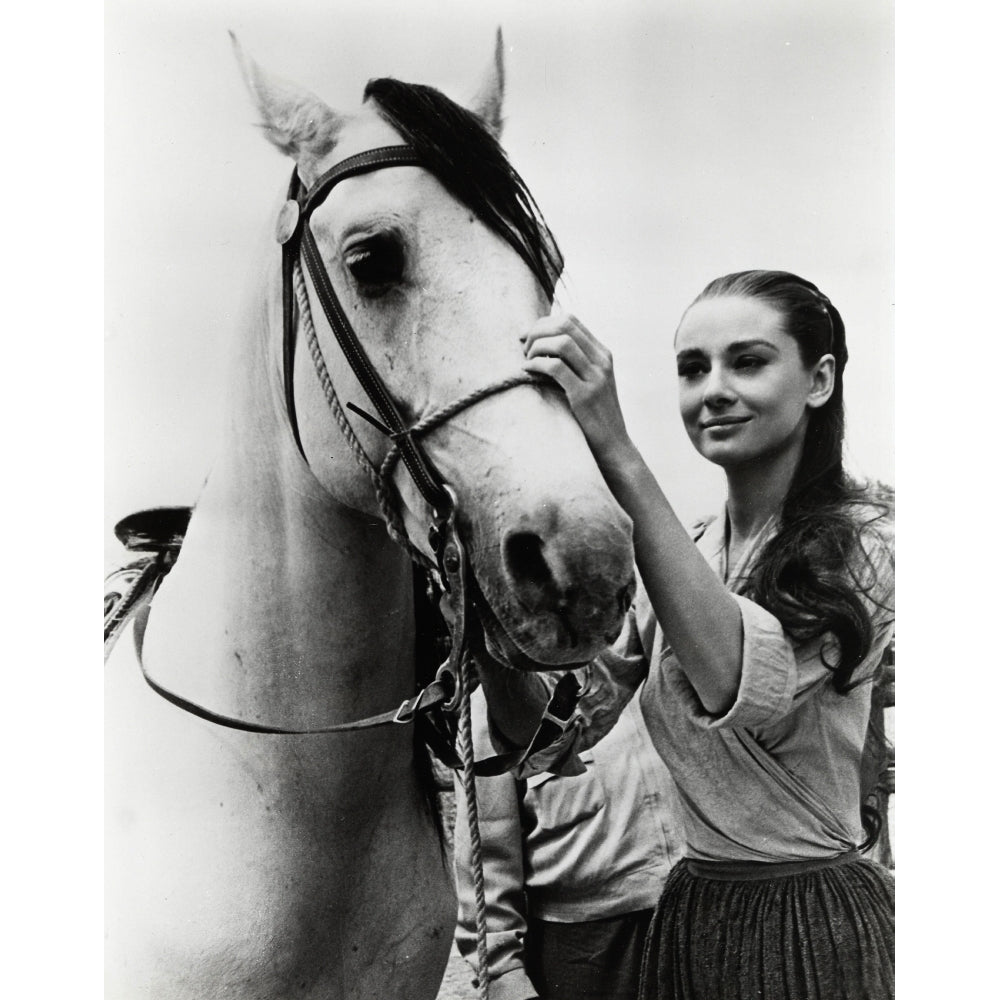 Audrey Hepburn putting the bridle on a horse Photo Print Image 1