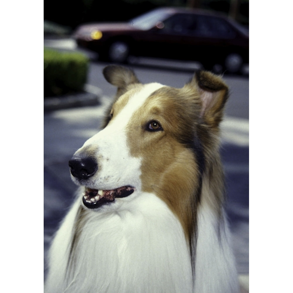 Lassie Photo Print Image 1