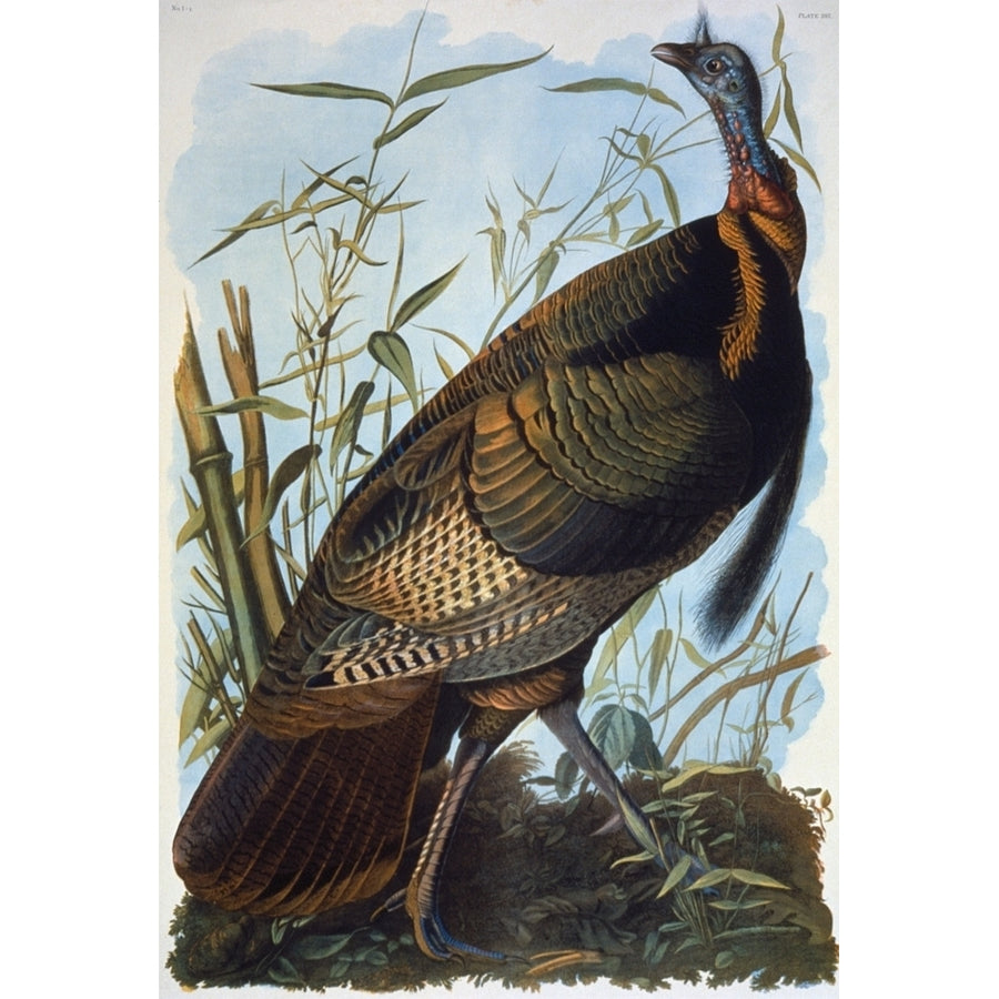 Audubon Wild Turkey. Ngreat American Cock Or Wild Turkey . Lithograph 1858 By Julius Bien After Image 1