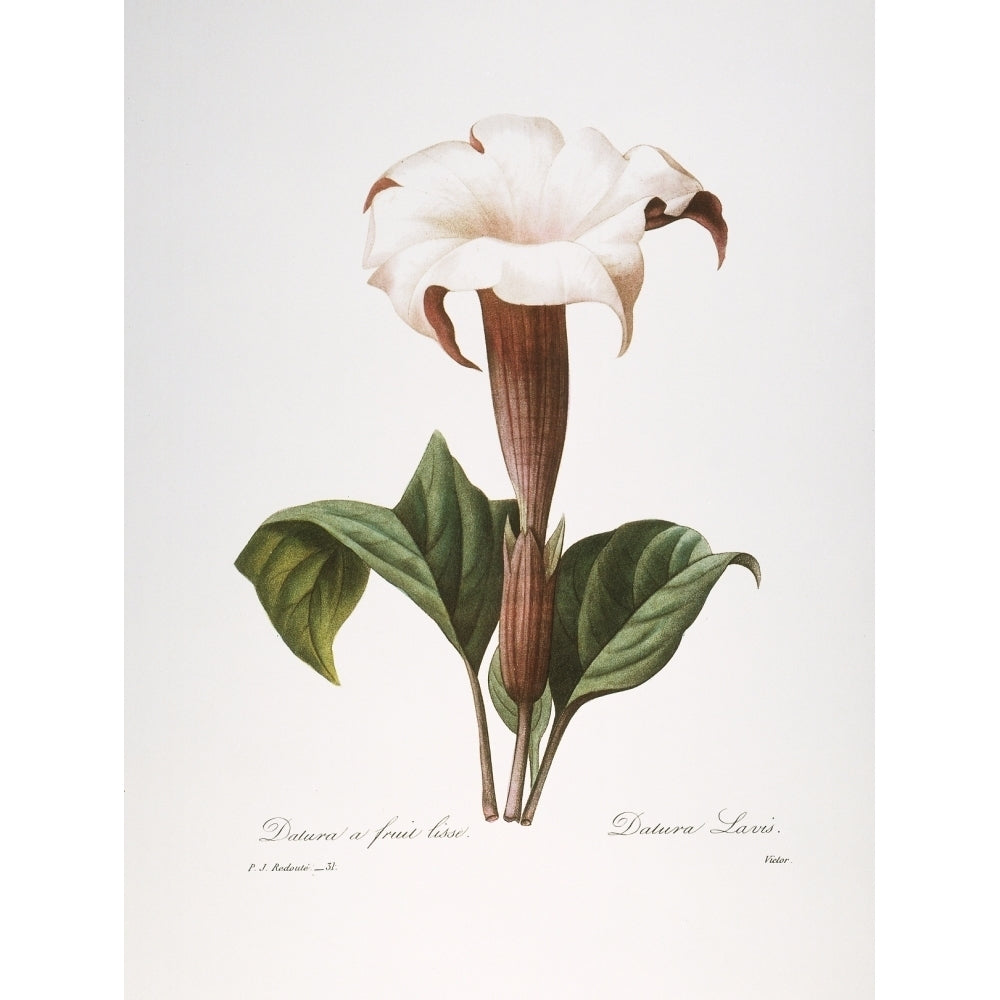 Redoute Datura 1833. Ncommon Thorn Apple Or Jimson Weed Engraving After A Painting By Image 2