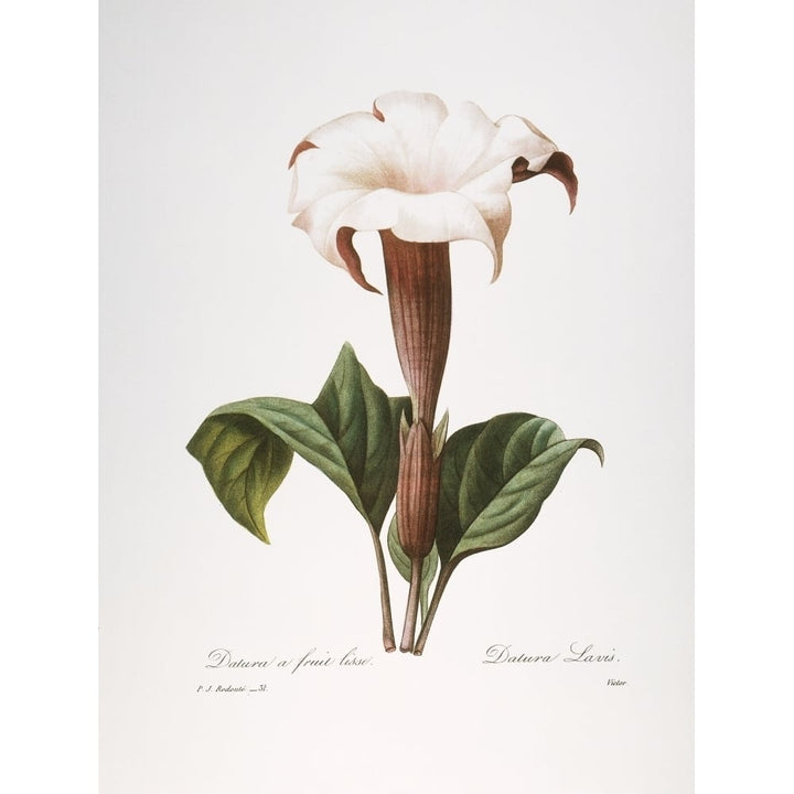 Redoute Datura 1833. Ncommon Thorn Apple Or Jimson Weed Engraving After A Painting By Image 1