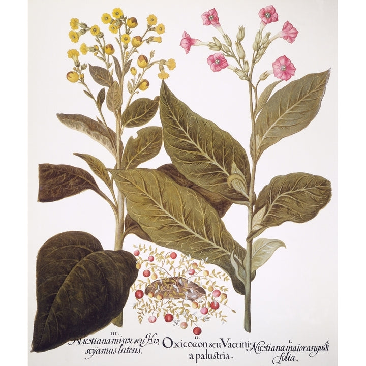 Tobacco Rustica 1613. Nyellow-Flowered Wild Tobacco Left Cranberry In Fruit (Vaccinium Image 2